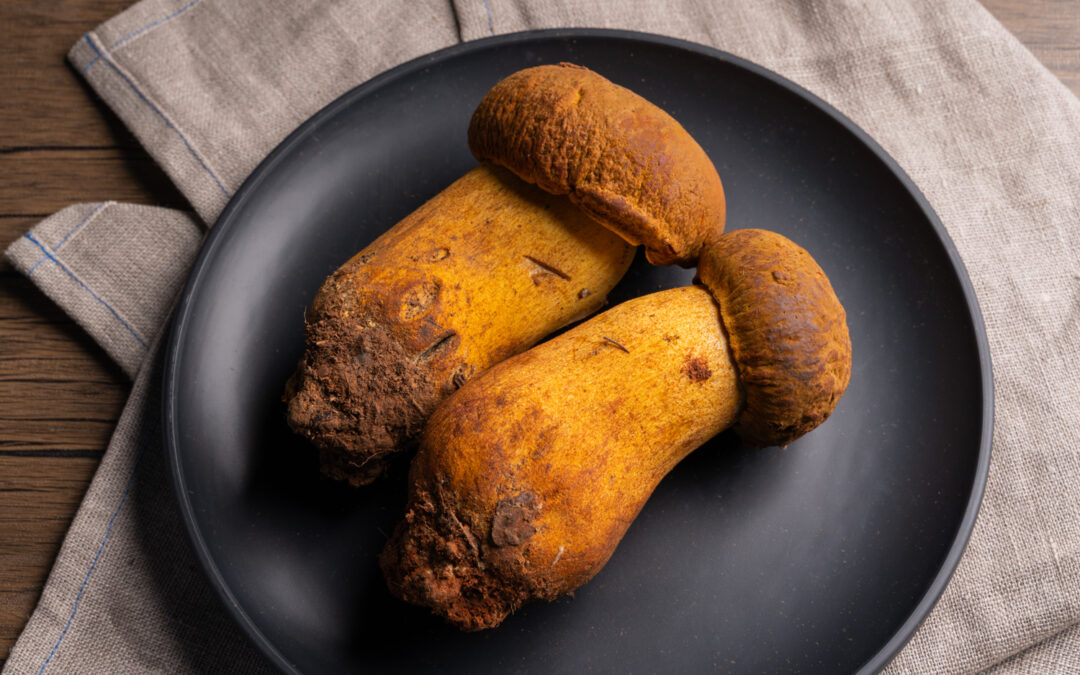 コガネヤマドリタケ