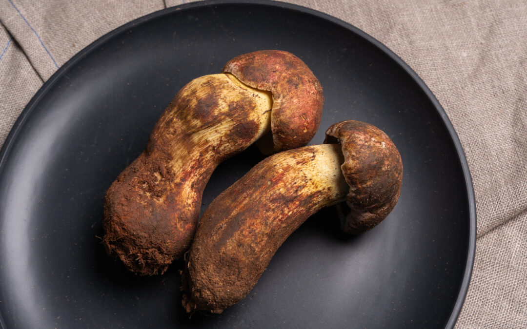 白軸ヤマドリタケ