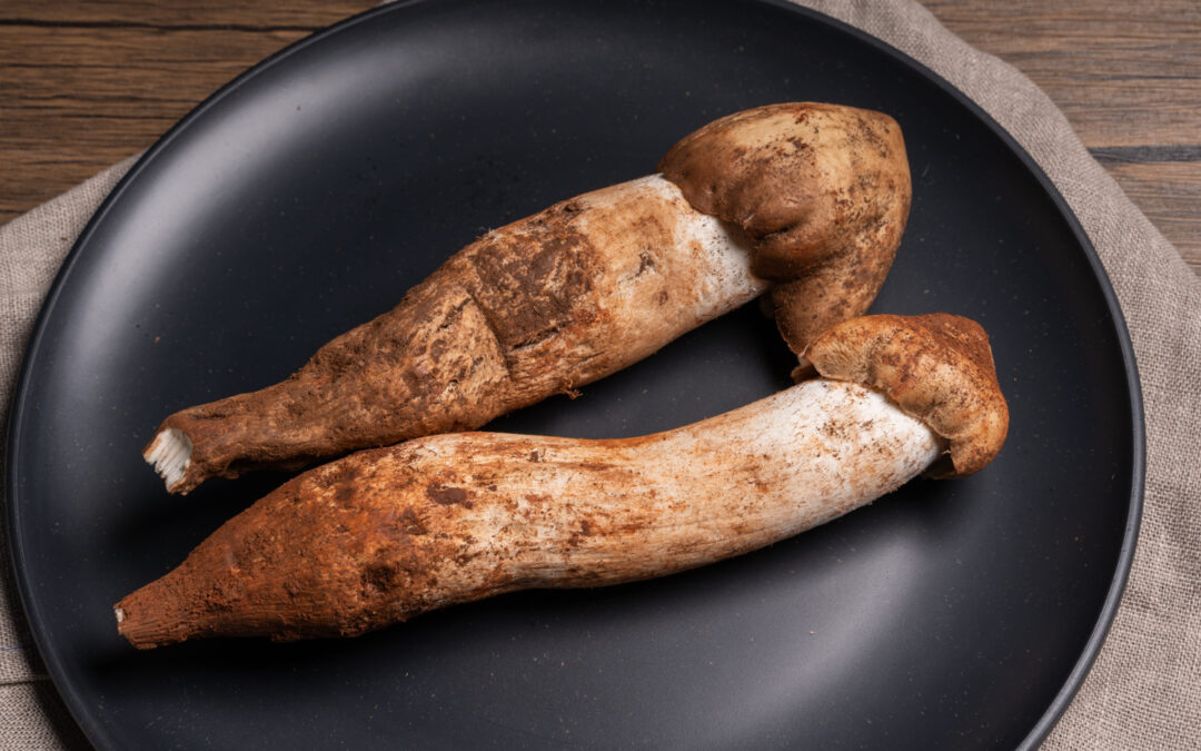 オオシロアリタケ