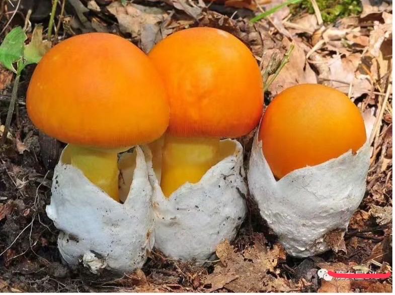 オーヴォリ／タマゴタケ